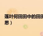 蓮葉何田田中的田田的意思是什么（蓮葉何田田中田田的意思）