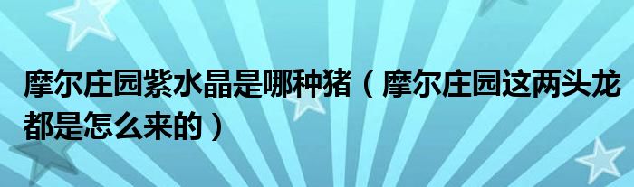 摩爾莊園紫水晶是哪種豬（摩爾莊園這兩頭龍都是怎么來(lái)的）