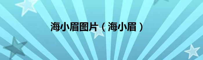 海小眉圖片（海小眉）
