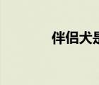 伴侶犬是什么意思（伴侶犬）