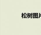 松樹圖片（銀杏樹葉像什么）