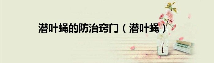 潛葉蠅的防治竅門（潛葉蠅）