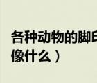 各種動物的腳印像什么東西（各種動物的腳印像什么）