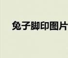 兔子腳印圖片大全（兔子的腳印像什么）