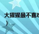 大猩猩最不喜歡什么線（大猩猩最討厭什么線）