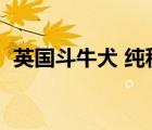 英國(guó)斗牛犬 純種（英國(guó)斗牛犬多少錢一只）