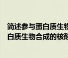 簡述參與蛋白質生物合成的物質及其作用（簡述直接參與蛋白質生物合成的核酸及其作用）