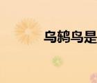 烏鶇鳥是保護動物嗎（烏鶇鳥）