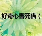 好奇心害死貓（說一說好奇心害死貓的簡介）