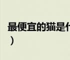 最便宜的貓是什么貓貓（最便宜的貓是什么貓）