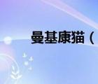 曼基康貓（說一說曼基康貓的簡介）