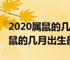 2020屬鼠的幾月出生最好命男孩子（2020屬鼠的幾月出生最好）
