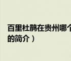 百里杜鵑在貴州哪個地方（說一說百里杜鵑在貴州哪個地方的簡介）