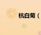 杭白菊（說(shuō)一說(shuō)杭白菊的簡(jiǎn)介）
