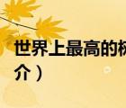 世界上最高的樹（說一說世界上最高的樹的簡(jiǎn)介）