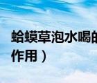 蛤蟆草泡水喝的功效與作用（蛤蟆草的功效與作用）