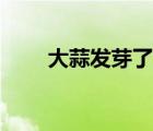 大蒜發(fā)芽了怎么種盆栽（大蒜發(fā)芽）