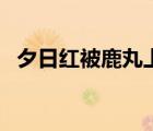 夕日紅被鹿丸上圖（夕日紅被阿斯瑪上圖）