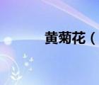 黃菊花（說一說黃菊花的簡(jiǎn)介）