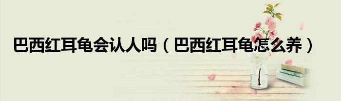 巴西紅耳龜會(huì)認(rèn)人嗎（巴西紅耳龜怎么養(yǎng)）