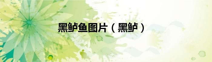 黑鱸魚圖片（黑鱸）