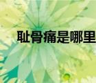 恥骨痛是哪里痛孕婦（恥骨痛是哪里痛）
