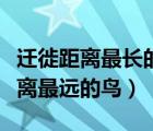 遷徙距離最長(zhǎng)的鳥類（有記錄的世界上遷徙距離最遠(yuǎn)的鳥）