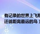 有記錄的世界上飛翔距離最遠(yuǎn)的是什么鳥（有記錄的世界上遷徙距離最遠(yuǎn)的鳥）