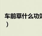 車前草什么功效（車前草的功效與作用及禁忌）