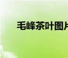 毛峰茶葉圖片（黃山毛峰屬于什么茶）