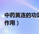 中藥黃連的功效與作用點(diǎn)（中藥黃連的功效與作用）