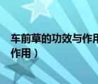 車前草的功效與作用的功能與主治與用量（車前草的功效與作用）