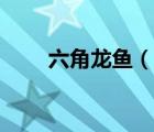 六角龍魚(yú)（說(shuō)一說(shuō)六角龍魚(yú)的簡(jiǎn)介）