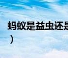 螞蟻是益蟲還是害蟲好（螞蟻是益蟲還是害蟲）
