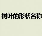 樹葉的形狀名稱與圖片（樹葉的形狀和名稱）