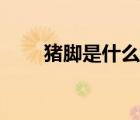豬腳是什么意思（注腳是什么意思）
