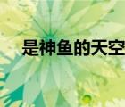 是神魚的天空百度百科（是神魚的天空）