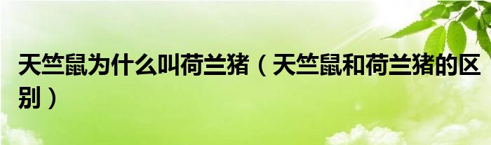 天竺鼠為什么叫荷蘭豬（天竺鼠和荷蘭豬的區(qū)別）