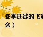 冬季遷徙的飛禽有哪些（冬季遷徙的動(dòng)物有什么）