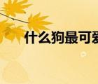 什么狗最可愛(ài)又黏人（什么狗最可愛(ài)）
