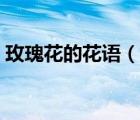 玫瑰花的花語（說一說玫瑰花的花語的簡(jiǎn)介）