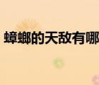 蟑螂的天敵有哪些昆蟲（蟑螂的天敵有哪些）