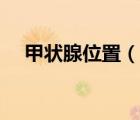 甲狀腺位置（說一說甲狀腺位置的簡(jiǎn)介）