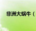 非洲大蝸牛（說一說非洲大蝸牛的簡介）