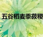 五谷稻麥?zhǔn)蜉酿⒌淖x音（古代五音怎么讀音）