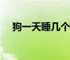 狗一天睡幾個小時（和狗做了四個小時）