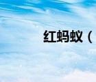 紅螞蟻（說一說紅螞蟻的簡介）