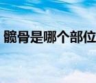 髖骨是哪個部位圖解大全（髖骨是哪個部位）