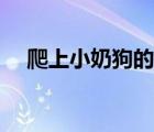 爬上小奶狗的床后小說（爬上姐姐的床）
