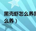 黑殼蝦怎么養(yǎng)黑殼蝦養(yǎng)殖注意事項(xiàng)（黑殼蝦怎么養(yǎng)）